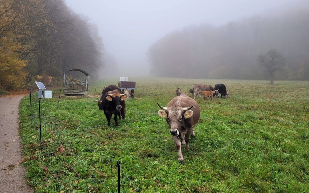 Klasse 6c lernt ökologische Landwirtschaft hautnah kennen