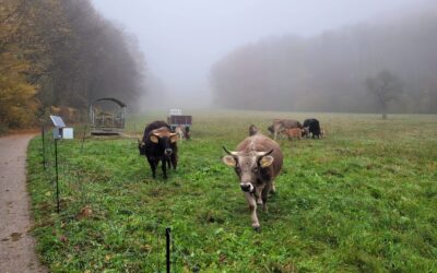 Klasse 6c lernt ökologische Landwirtschaft hautnah kennen